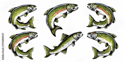 Six dynamic illustrations of rainbow trout fish in various poses and angles