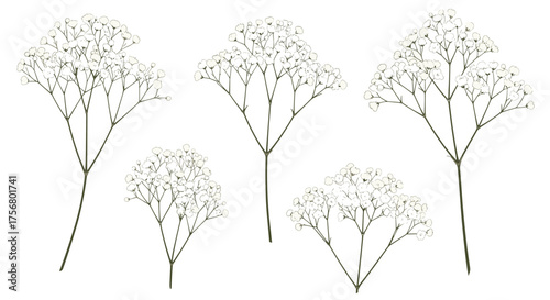 Small delicate white flowers arranged in clusters on thin stems.