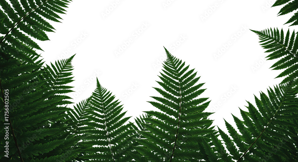 Obraz premium Close up of vibrant green fern fronds reaching towards the sky.