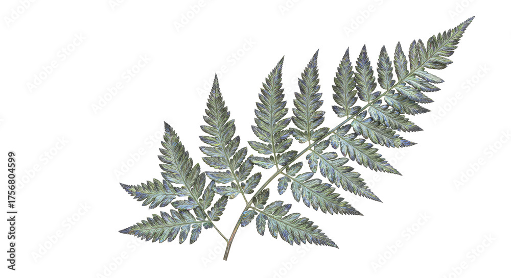 Obraz premium Detailed Closeup of a Fern Leaf Branch.
