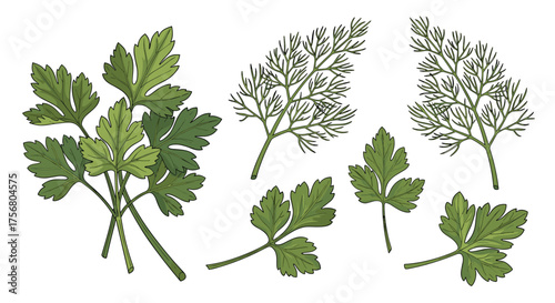Fresh aromatic herbs often used in cooking and garnishes.