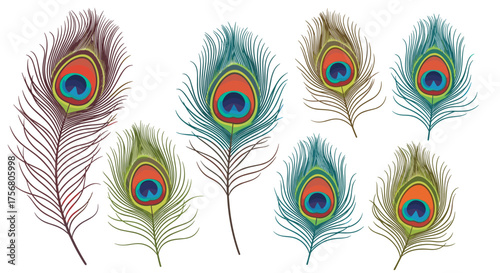 Collection of colorful peacock feathers with eye spots.