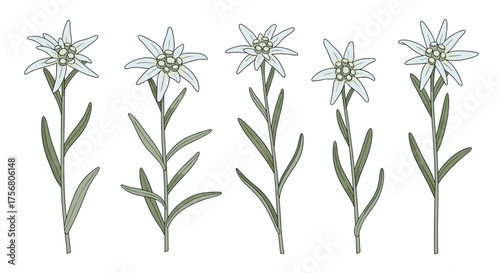 A collection of five edelweiss flowers shown from different angles.