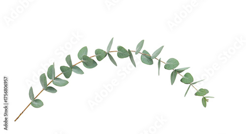 Eucalyptus branch with oval leaves on a white background 4.