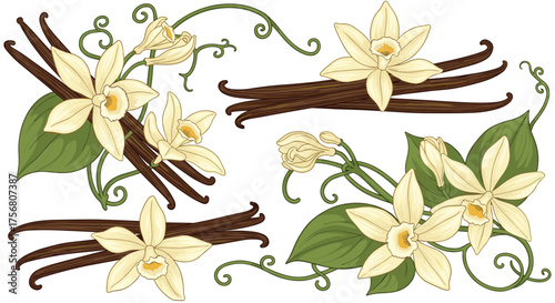 Beautifully illustrated vanilla pods and delicate orchid flowers in a decorative arrangement.