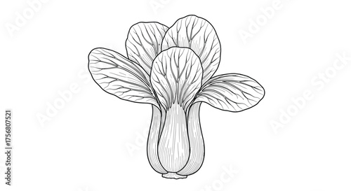 A black and white drawing of a leafy vegetable with a tightly packed head and prominent veins in its leaves.