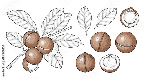 A detailed illustration of macadamia nuts on a branch with leaves and individual nuts.