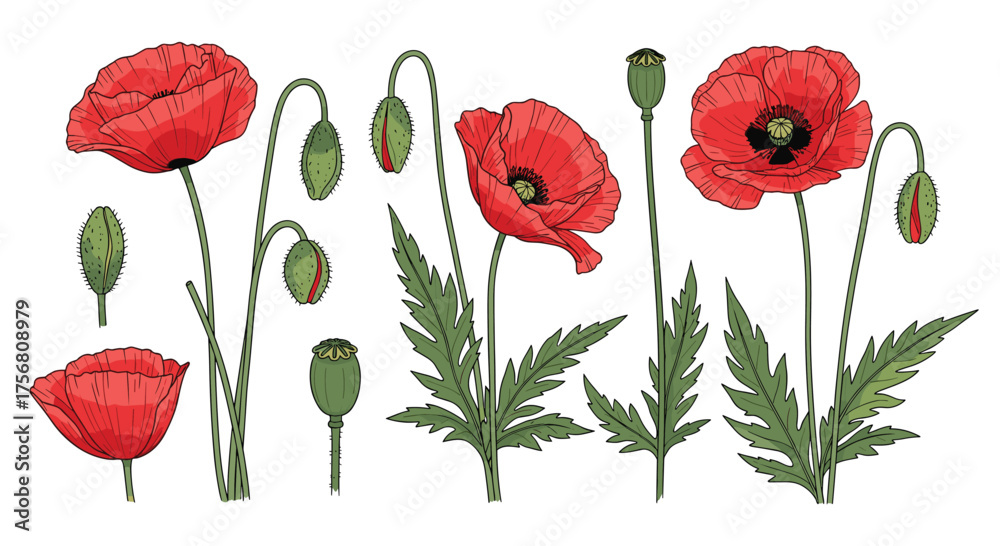 Obraz premium A collection of vibrant red poppies in full bloom and bud.