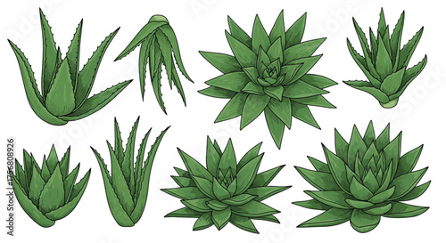 A collection of beautiful green succulent plants.