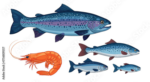 Illustration of various aquatic life including shrimp and different sizes of salmon and trout.