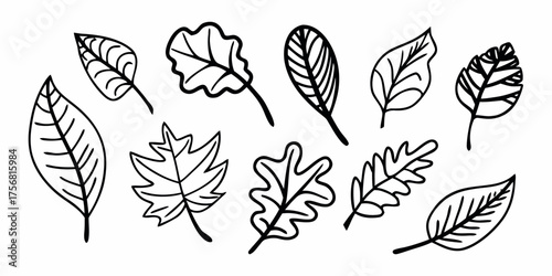 Vector illustration of various types of leaves with different shapes and vein patterns in black outline style art design
