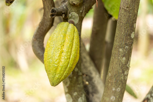 Cacao Tree (Theobroma cacao). Organic cocoa fruit pods in nature.