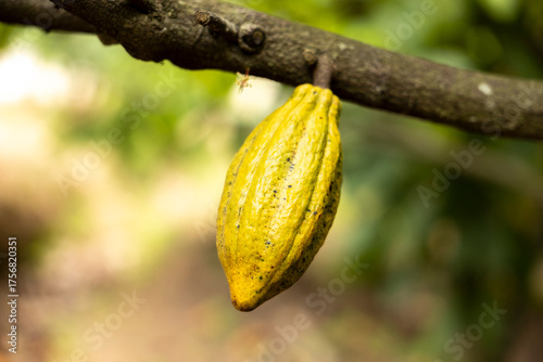 Cacao Tree (Theobroma cacao). Organic cocoa fruit pods in nature.