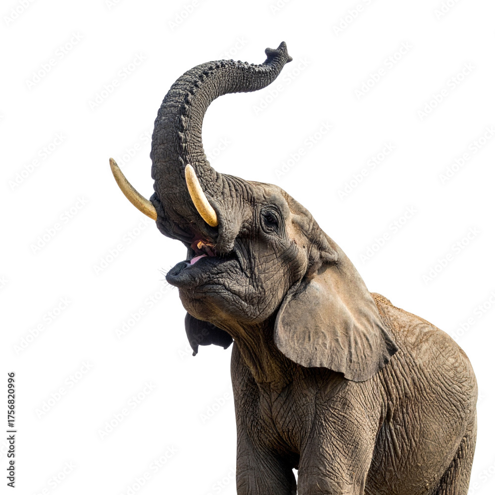 Obraz premium cheerful elephant with its trunk raised high, symbolizing good luck and joy. Perfect for designs related to positivity, celebrations, and wildlife themes
