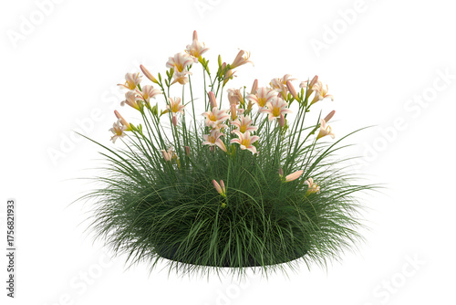 Delicate pale yellow daylily flowers bloom atop a lush green grassy plant isolated on transparent background