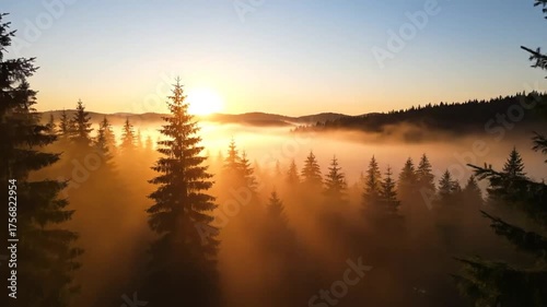 Sunrise over forest trees with fog and golden sunlight