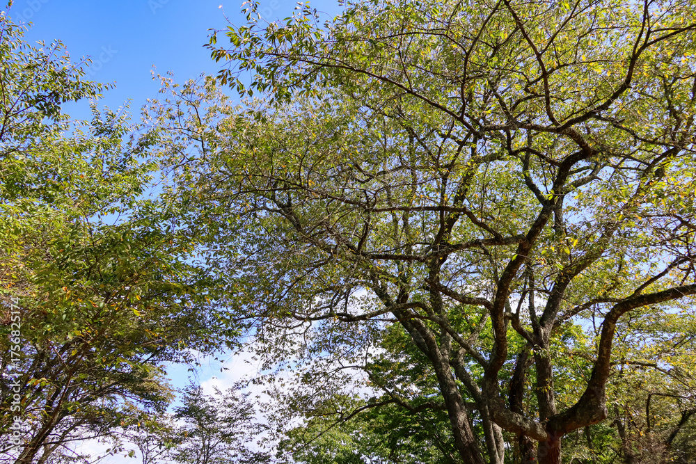 Obraz premium 日本周遊 都北行脚 遠野鍋倉城址