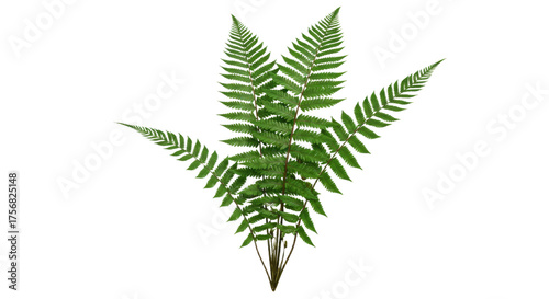 Green Fern Frond Isolated on White Background.