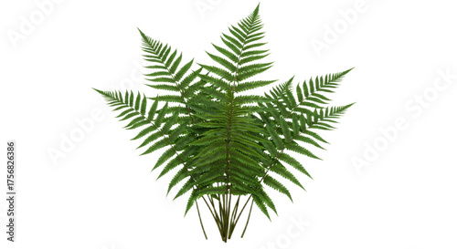 Green Fern Fronds Spread Out Like a Fan on White Background.