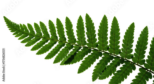 Green Fern Leaf Detailed Macro Shot.