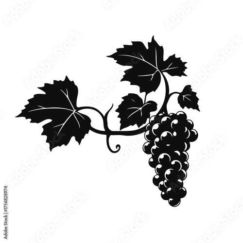 Grapes bunch illustration, vineyard fruit drawing, wine grapes art, grapevine leaves sketch, vintage grape cluster for design and decoration
