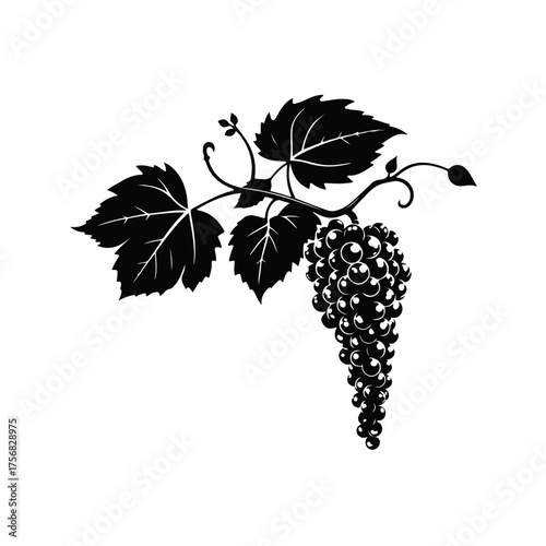 Grapes bunch illustration, vineyard fruit drawing, wine grapes art, grapevine leaves sketch, vintage grape cluster for design and decoration