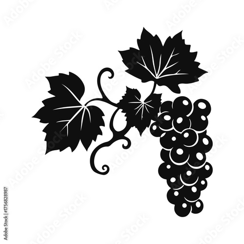 Grapes bunch illustration, vineyard fruit drawing, wine grapes art, grapevine leaves sketch, vintage grape cluster for design and decoration