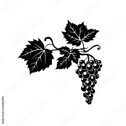 Grapes bunch illustration, vineyard fruit drawing, wine grapes art, grapevine leaves sketch, vintage grape cluster for design and decoration