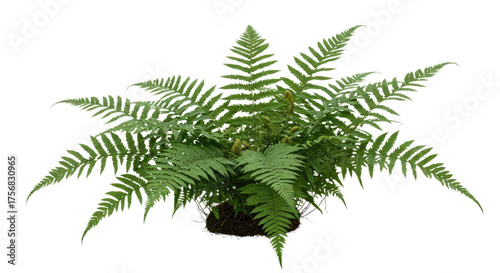 Lush green fern plant with delicate fronds.