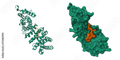 Obraz na płótnie Structure of adenomatous polyposis coli (APC, green) and peptide inhibitor (brown)