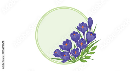 Purple crocuses blooming in spring with delicate green foliage.