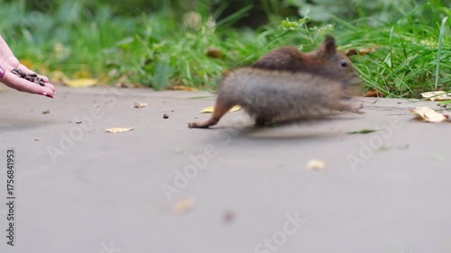 A curious squirrel approaches a person in the park, searching for food on the path in the warm afternoon sunlight, displaying playful behavior.