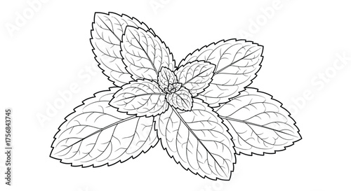 A fresh bunch of mint leaves in a close up detailed drawing.