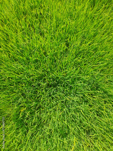 Lush Vibrant Green Grass Reaching Towards the Sunlight in a Natu