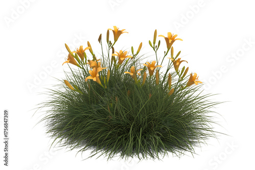 Vibrant orange daylily flowers blooming on a lush green bush isolated on transparent background