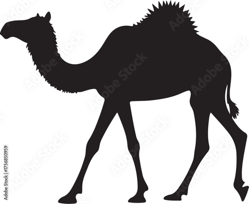 Black silhouette of a walking dromedary camel white background