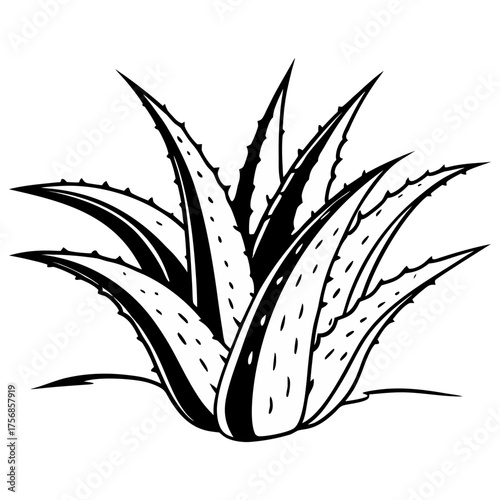 Aloe Vera Vector Illustration | Black and White Botanical Line Art for Organic Cosmetic and Herbal Design.