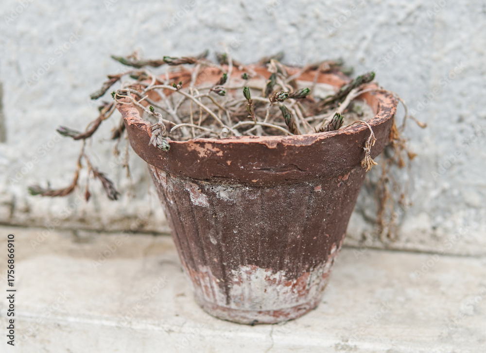 Naklejka premium A weathered terracotta pot with dried, wilted plants inside