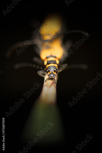 Yellow soldier beetle resting on a plant in the afternoon at Mount Coot-tha Botanical Gardens in Brisbane.