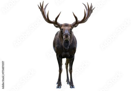 Konstfotografi Isolated Moose Standing, Large Antlers, Front View, Forest Animal, North America