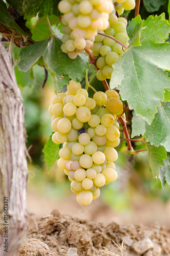 Wallpaper Mural Green grapes on vine over grape leaves bright background Torontodigital.ca