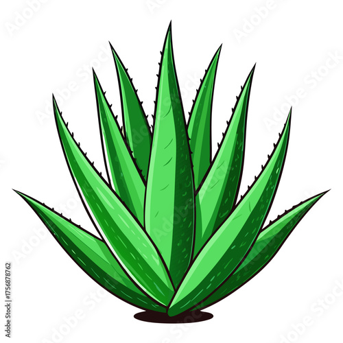 Fresh Aloe Vera Plant Isolated on Transparent Background | Natural Herbal Skincare Ingredient.
