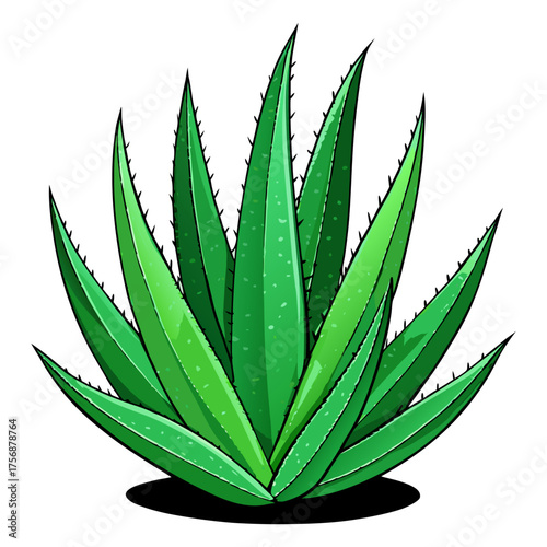 Fresh Aloe Vera Plant Isolated on Transparent Background | Natural Herbal Skincare Ingredient.