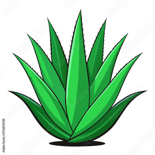 Fresh Aloe Vera Plant Isolated on Transparent Background | Natural Herbal Skincare Ingredient.
