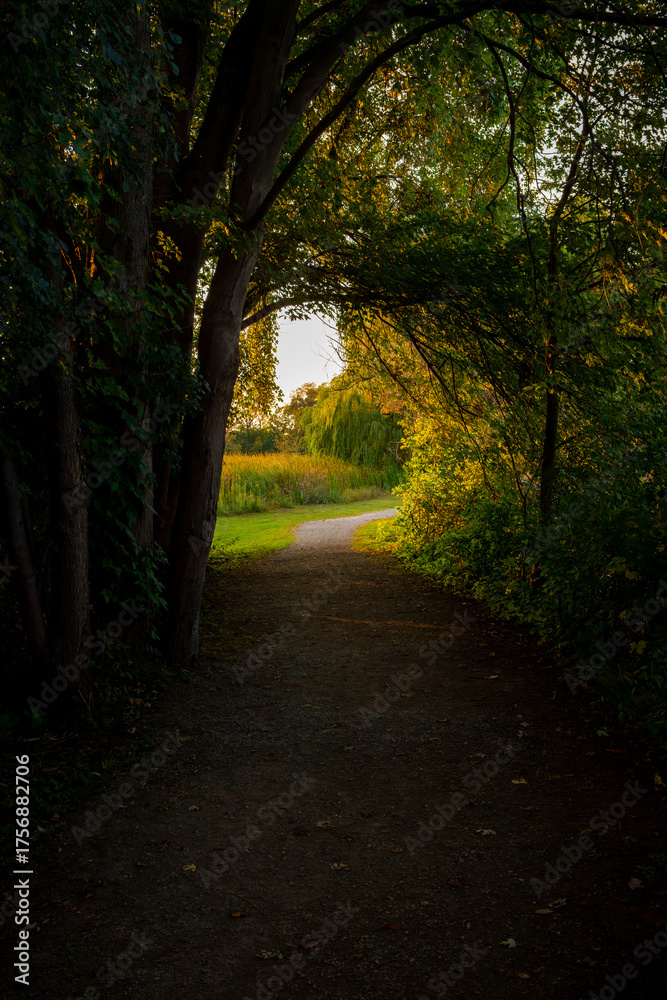 Naklejka premium dark path in the forest leading into the light at the end on the tunnel