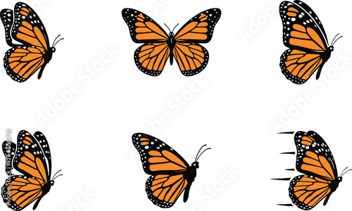 Monarch Butterfly Vector Illustration Set