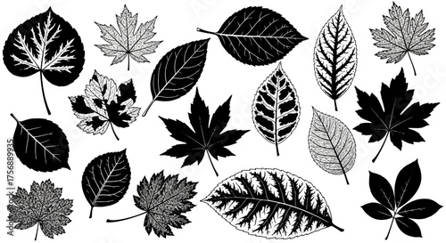 Collection of various black and white leaves in different shapes and sizes.