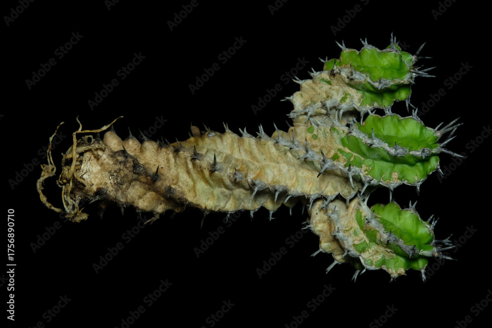 Fototapeta premium Anatomy shoots of Euphorbia Mitriformis cluster cactus body plant part. Isolated on black background color