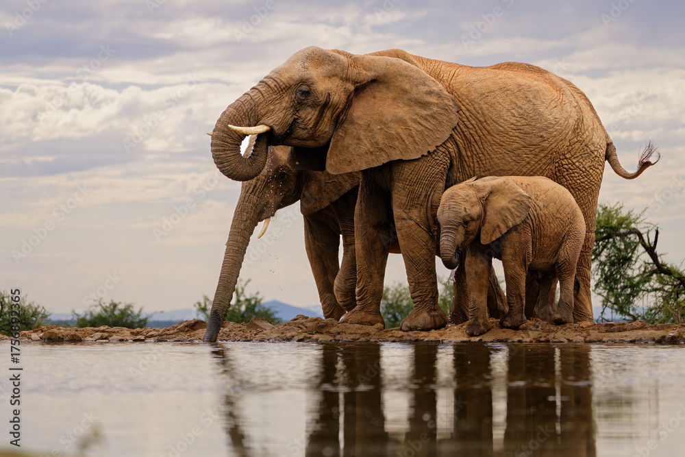 Obraz premium elephants in the water