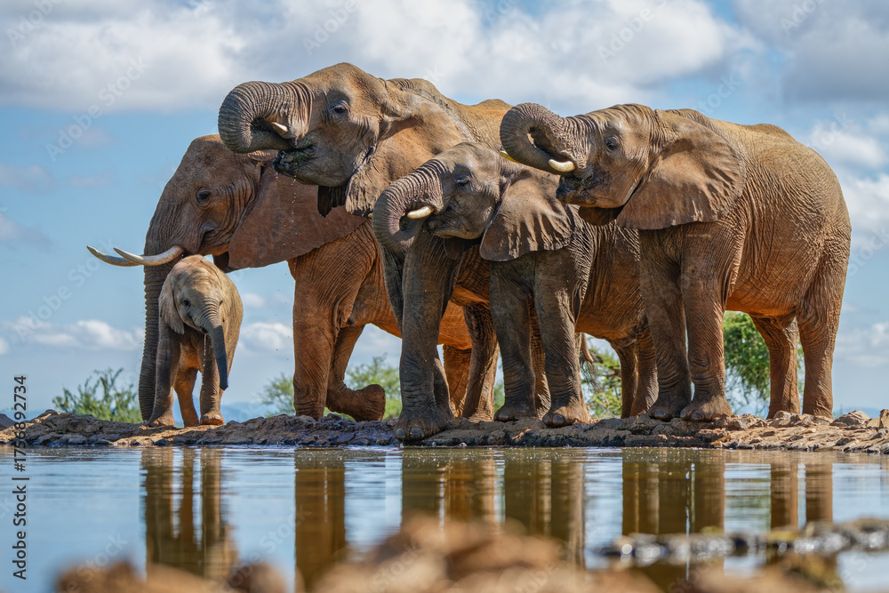 Obraz premium elephant herd in the water